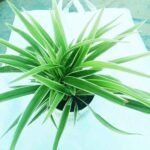 Live Spider Plant in nursery pot.