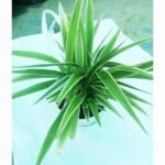 Green and white variegated Spider Plant.
