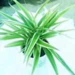 Spider Plant in white pot for living room decoration. Caption: Fresh Indoor Greenery.