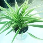 Premium Spider Plant available in Bangladesh.