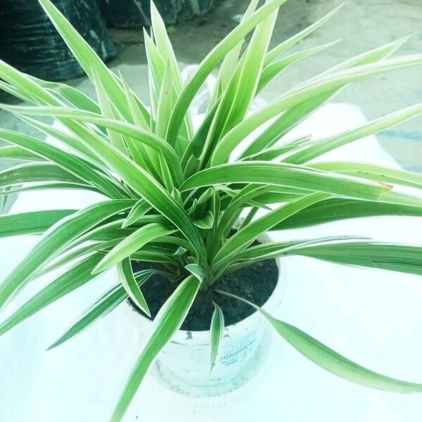 Premium Spider Plant available in Bangladesh.