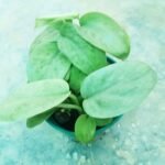 Premium Silver Night houseplant with lush silver green leaves for indoor decoration.