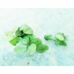 Silver Night tropical indoor plant growing in a nursery pot with healthy foliage.