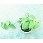 Silver Night Plant – 7 Amazing Benefits | Premium Rare Indoor Plant in Bangladesh - Image 4