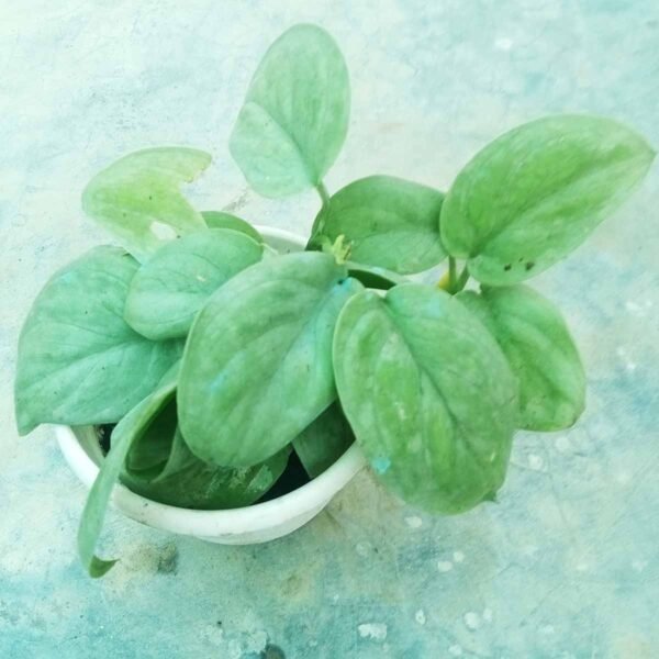 Silver Night Plant with beautiful silver green leaves in a nursery pot for indoor decoration.