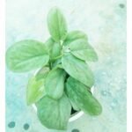 Buy Silver Night indoor plant online in Bangladesh from Top1Sell.