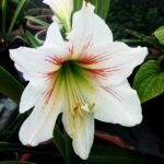 Beautiful White Amaryllis Lily flower with red striped center blooming from a healthy mother bulb.