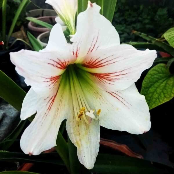 Beautiful White Amaryllis Lily flower with red striped center blooming from a healthy mother bulb.