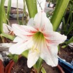 Elegant White Hippeastrum flower with vibrant red veins growing from a premium mother bulb.