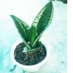 Close-up of Whitney Snake Plant leaves with silver patterns