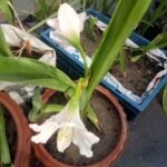 Large White Amaryllis Lily flower blooming beautifully from a healthy flowering bulb.