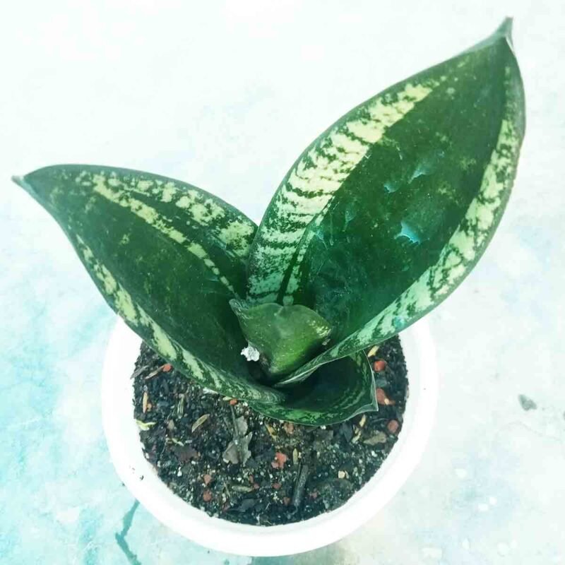 Whitney Snake Plant (Sansevieria Whitney) front view in white nursery pot