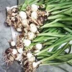 Healthy White Amaryllis Lily Mother Bulb with elegant white flowers and green foliage.