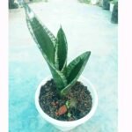 Top view of Whitney Snake Plant in white pot