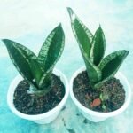 Whitney Snake Plant for home and office décor