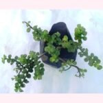Healthy Jade Plant (Crassula Ovata) in nursery bag