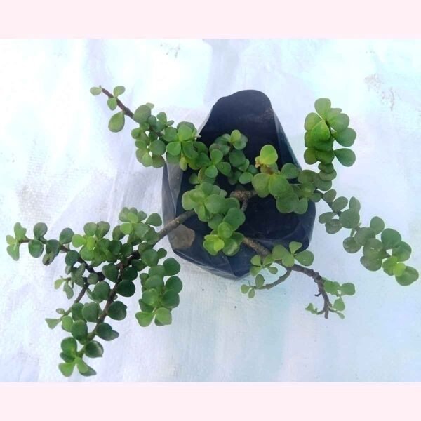 Healthy Jade Plant (Crassula Ovata) in nursery bag