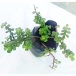 Lucky Jade Plant for home decor